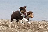 BERGER AUSTRALIEN PUPPIES 127